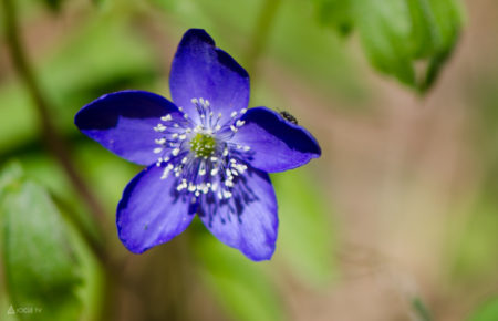 Wildflowers in Lake Chelan - Lake Chelan Chamber of Commerce