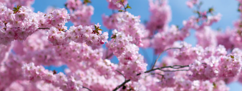 Manson Apple Blossom Festival Lake Chelan Chamber Of Commerce